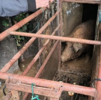 Odebrání týraných prasat ze zcela nevhodných podmínek chovu na Turnovsku